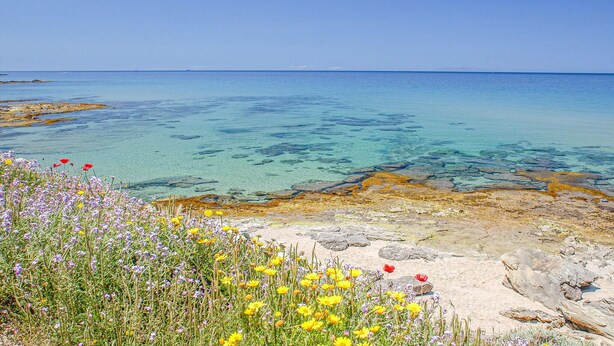 Paisaje costero con agua cristalina, costa rocosa y flores silvestres.
