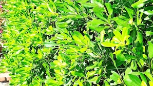 外观细节