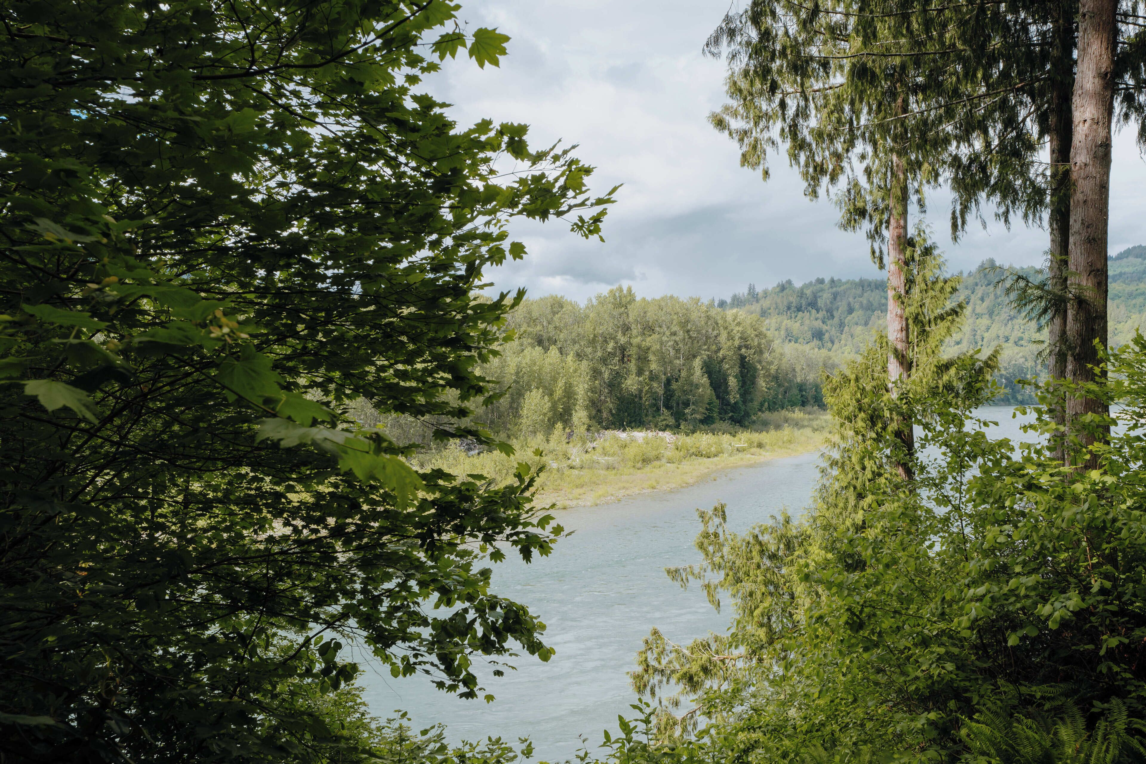 A river surrounded by dense forest and tall trees.