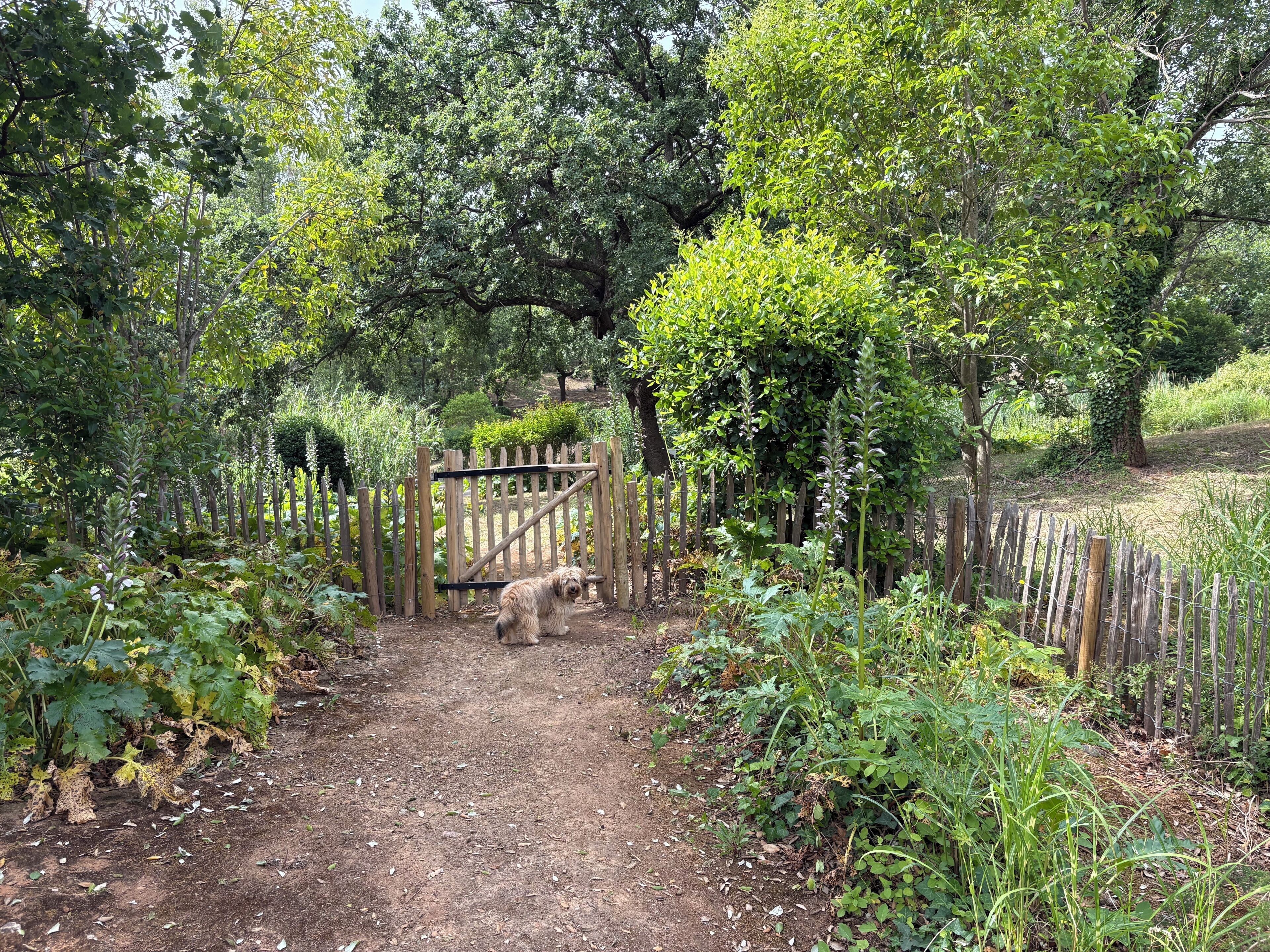 Een tuinpad dat leidt naar een houten poort, omringd door weelderige begroeiing.