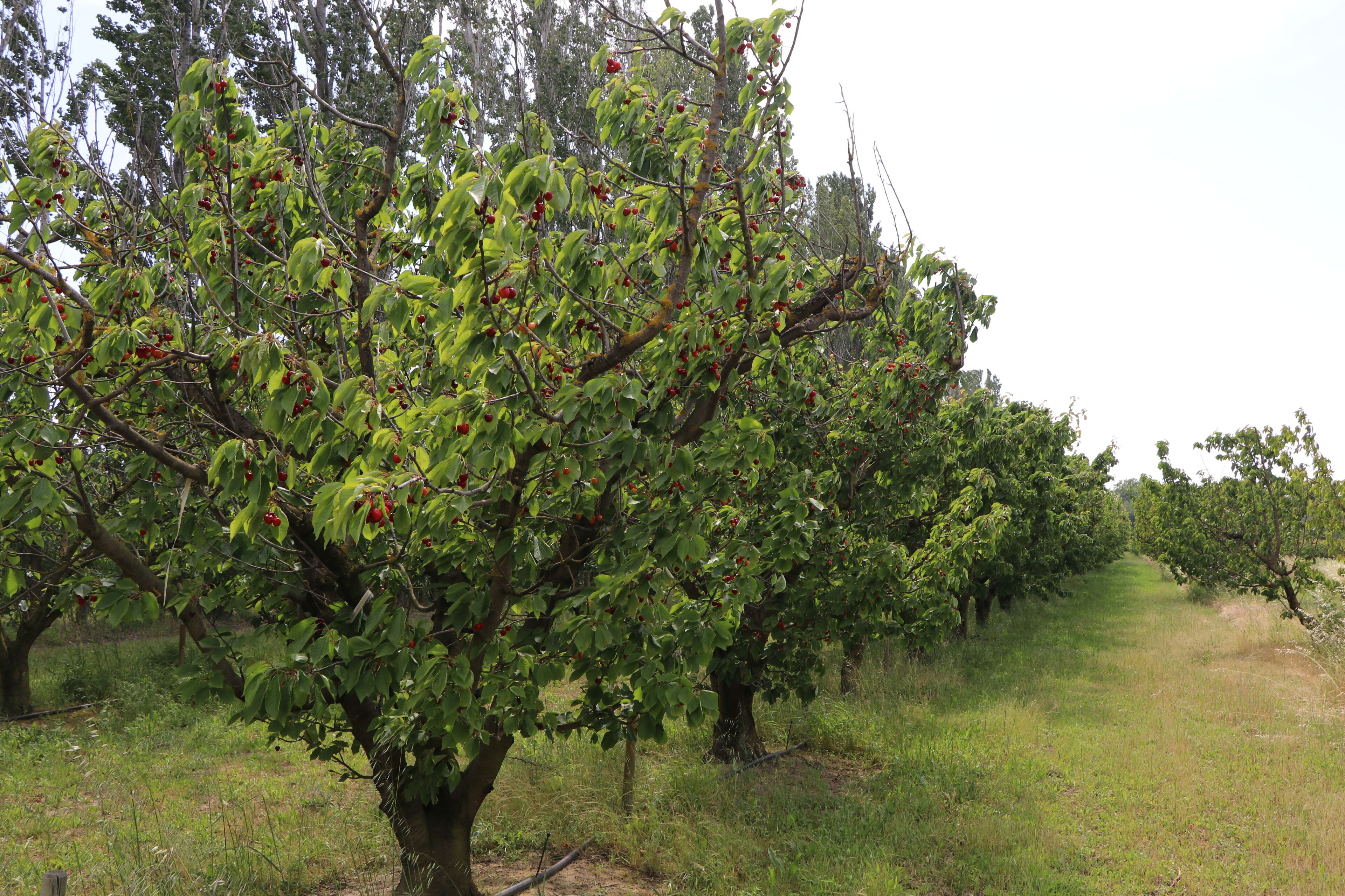 Foto - Le Mas des Cerisiers JACUZZI et SAUNA inclus pour tous les logements