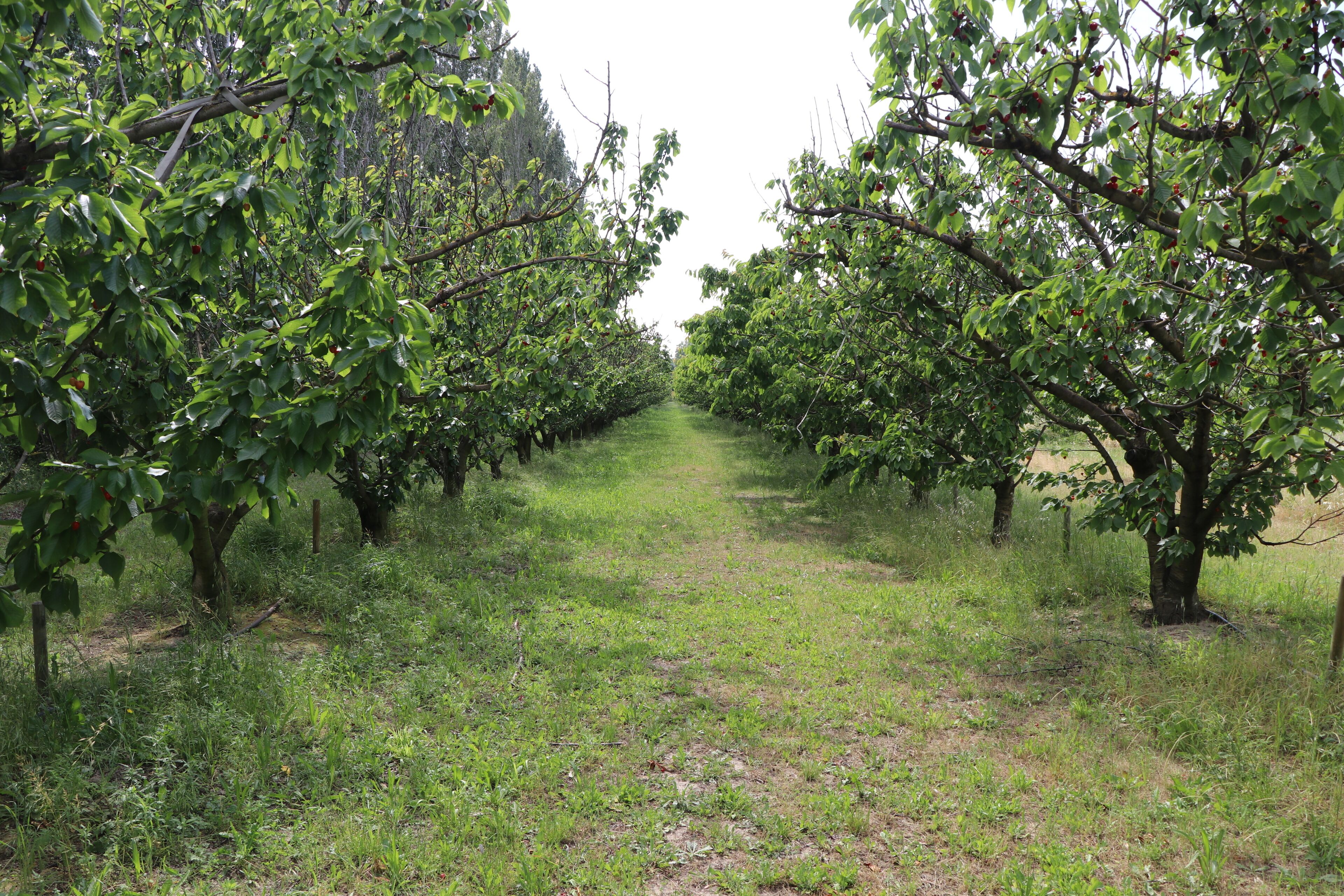 Foto - Le Mas des Cerisiers JACUZZI et SAUNA inclus pour tous les logements
