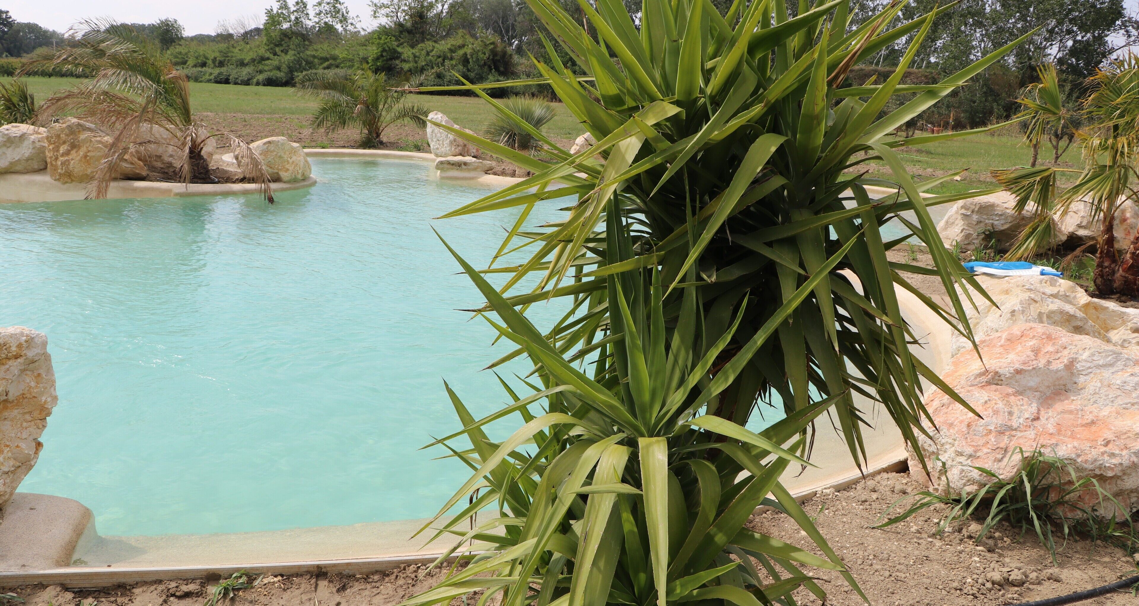 A swimming pool with clear water, surrounded by rocks and palm plants.