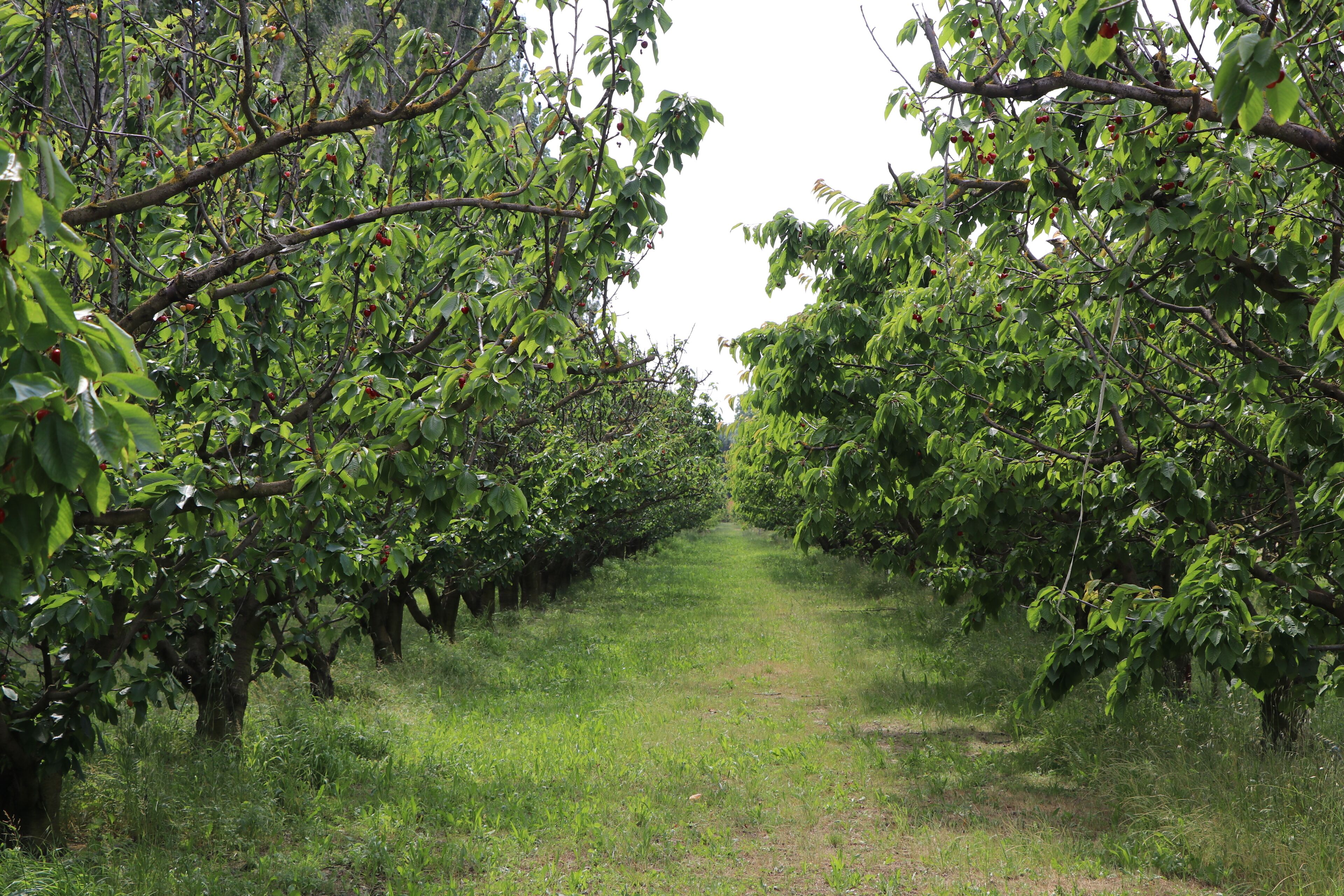 Foto - Le Mas des Cerisiers JACUZZI et SAUNA inclus pour tous les logements