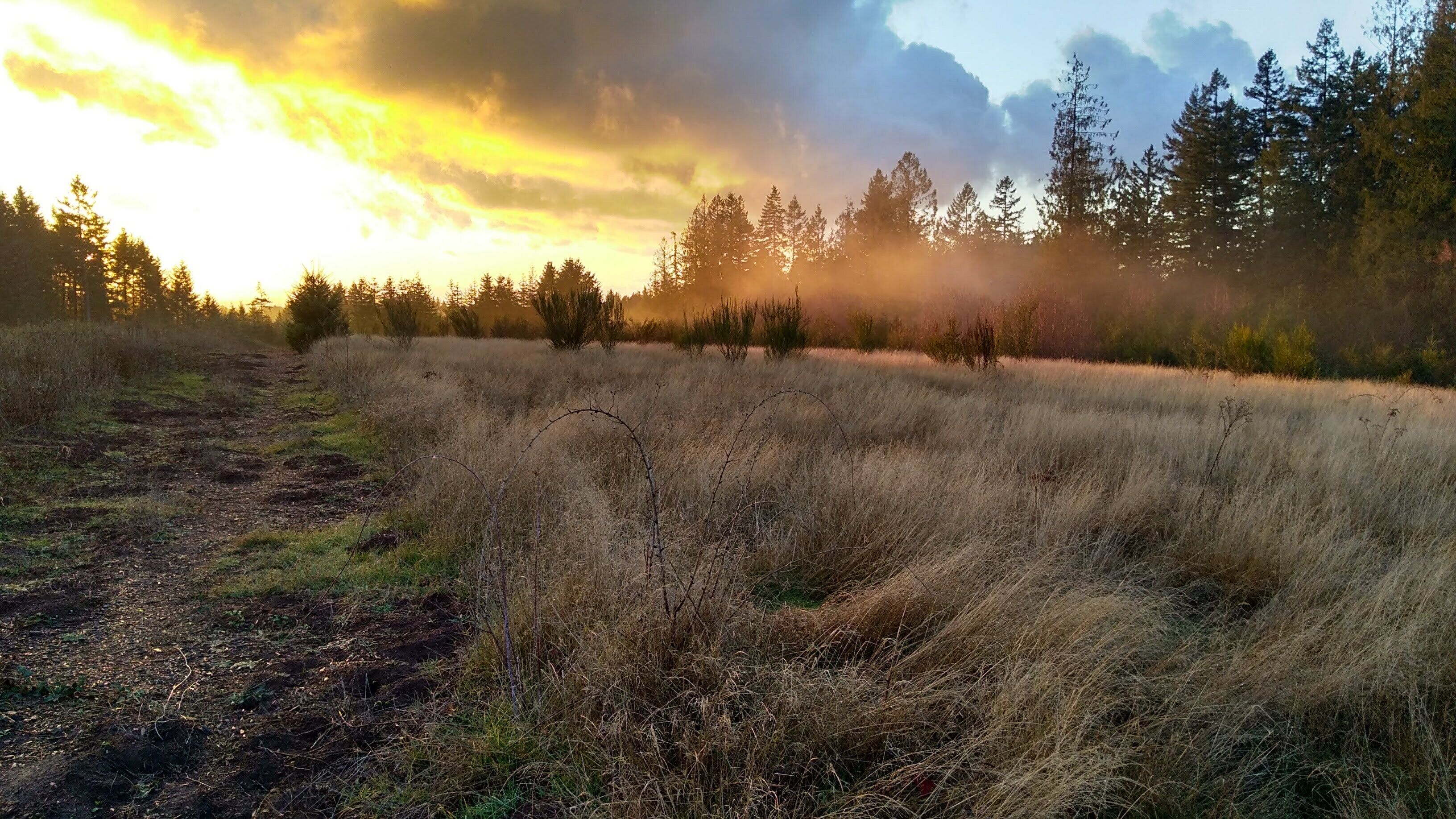 Bring your dogs to our beautiful farm!