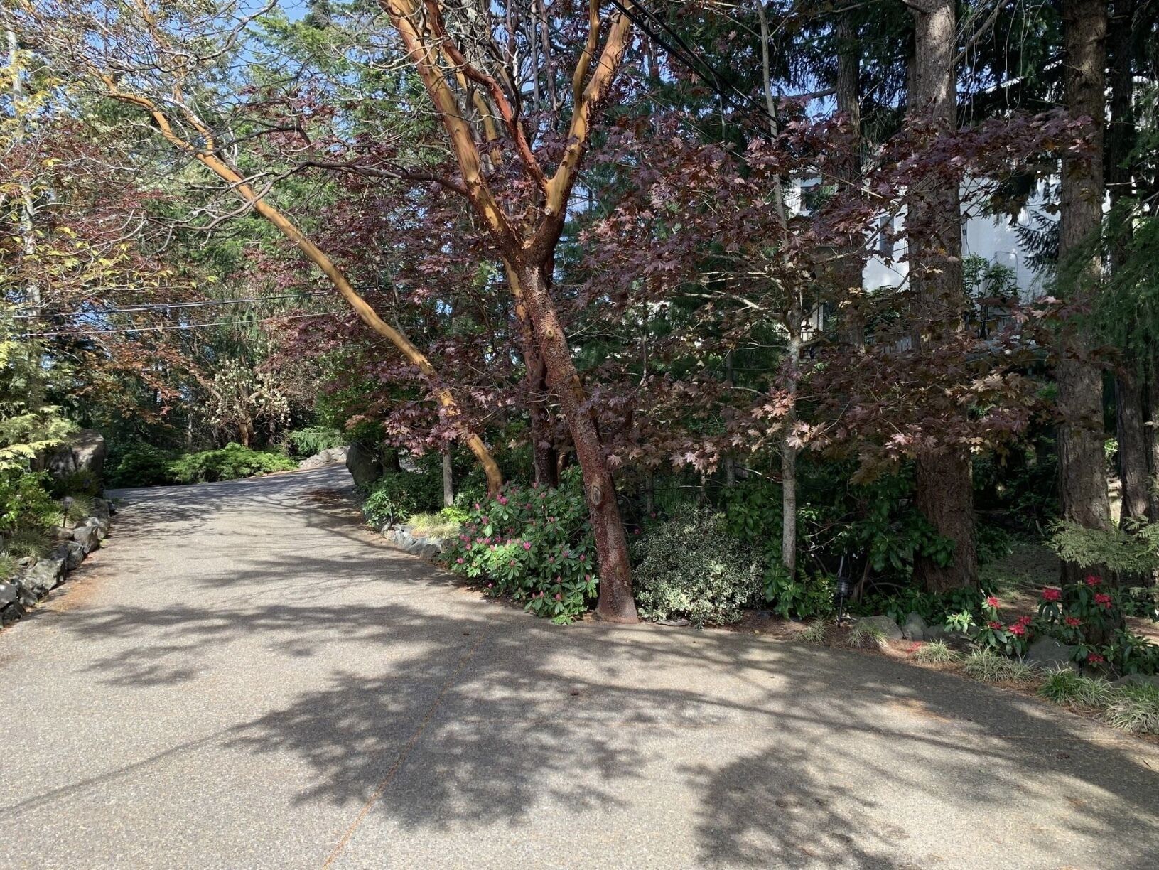 A paved pathway flanked by trees and shrubs, leading towards a building with a white exterior.