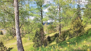A forested hillside with trees and yellow wildflowers.