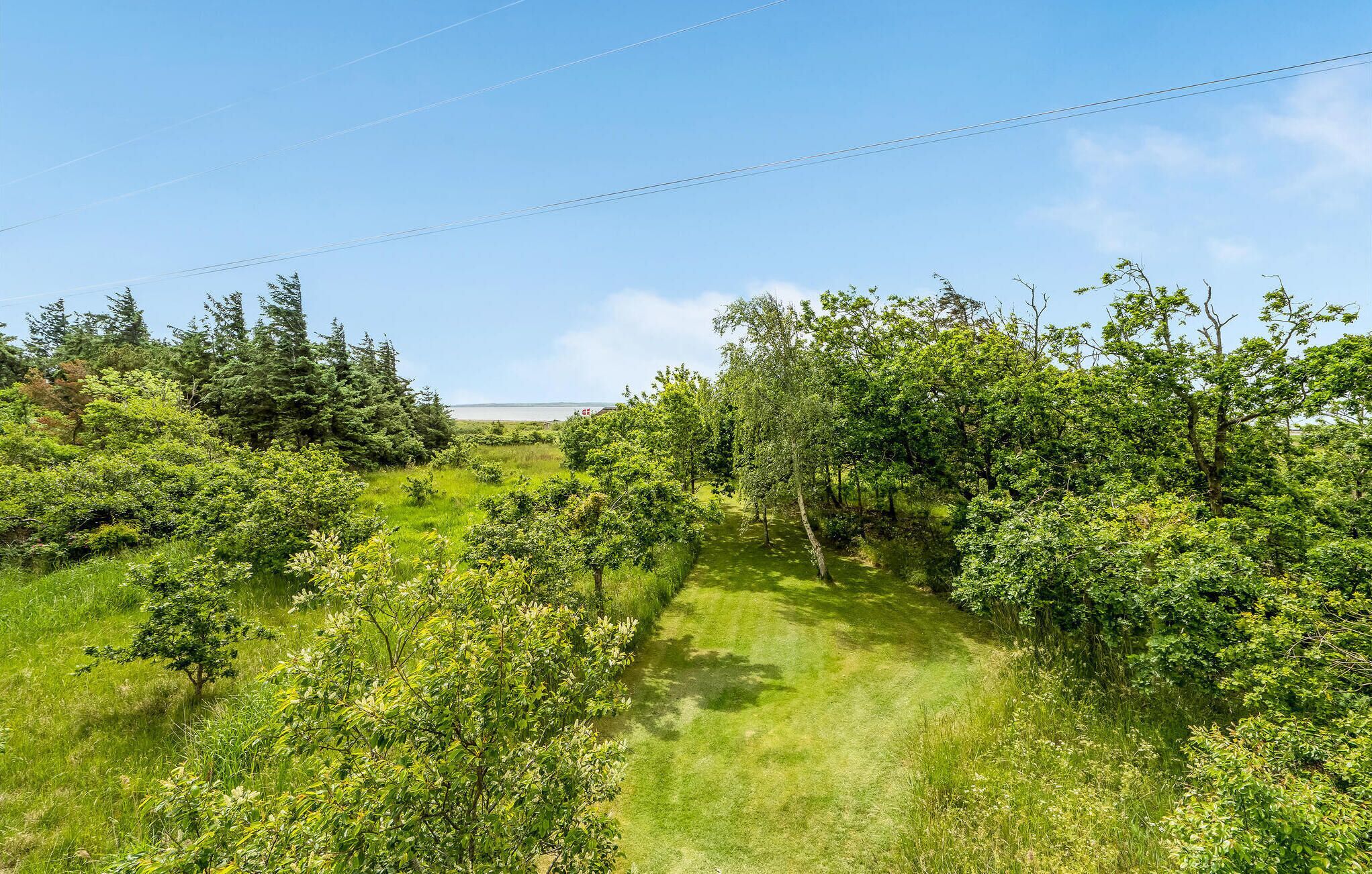 Un paisaje exuberante y verde con un sendero despejado que atraviesa una vegetación densa.