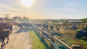 A rural farm scene with cattle, a dirt road, and farm buildings. - Kur Cow Farmstay (Kuranda)