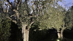 Un sendero bordeado de árboles, con un muro de piedra a un lado y una zona verde al otro.