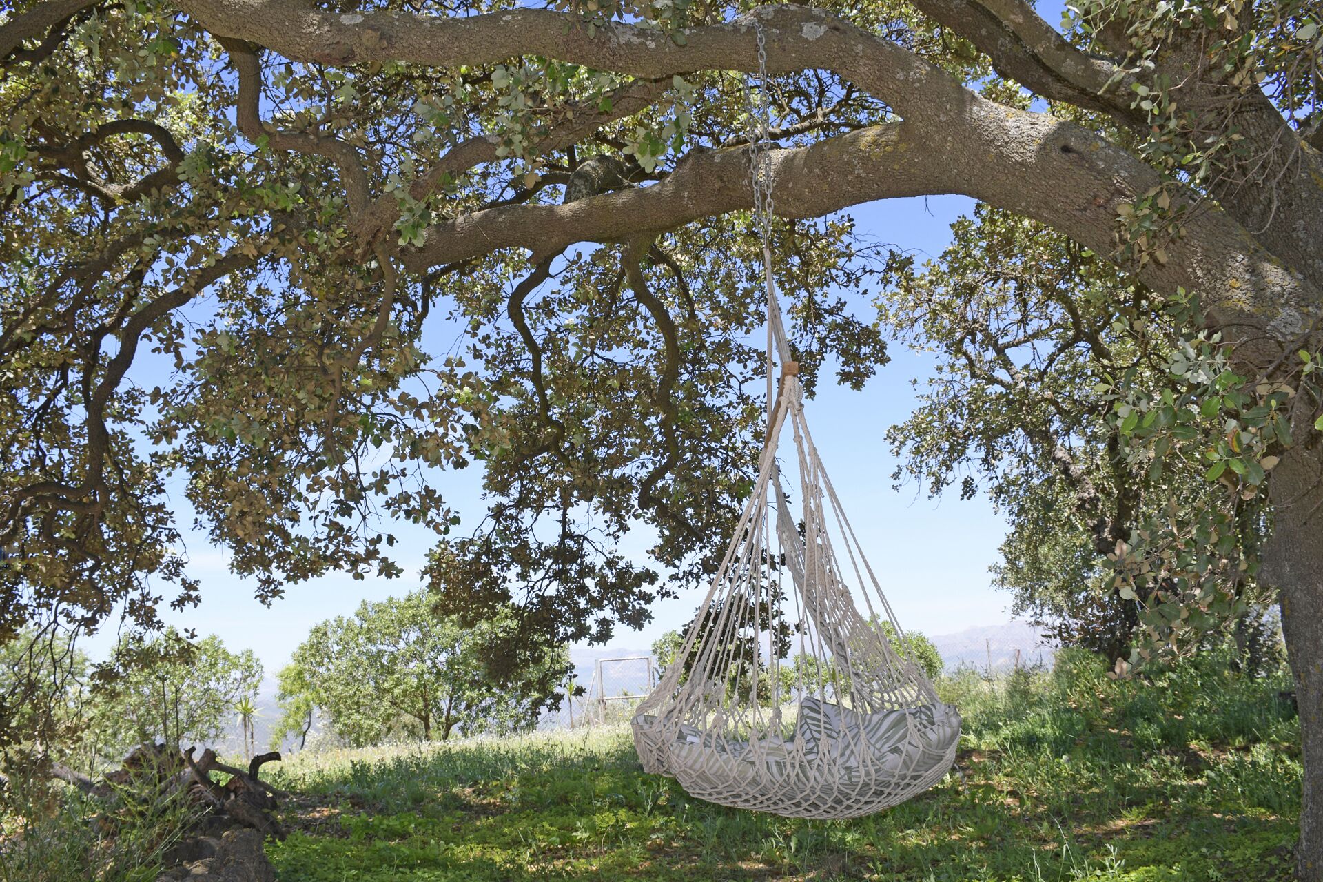 A hammock hanging from a tree in a natural setting.