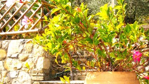 A potted plant with green leaves and pink flowers in front of a stone wall. - Country house with pool sea view (camporosso)