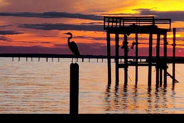 The blue heron at sunset, one of many majestic and graceful birds found here.