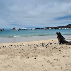 Enjoy a serene beach experience with a sea lion resting on the sand, surrounded by calm waters and a picturesque marina.