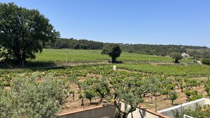 A vineyard with rows of grapevines and a large tree in the foreground. - Gîte des oliviers (Vénéjan)