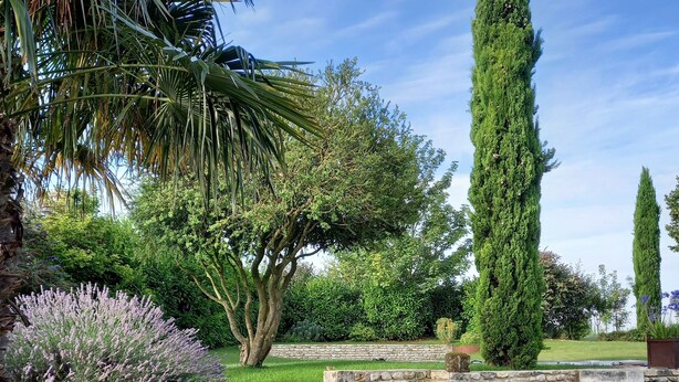 A landscaped garden with a stone wall, various shrubs, and a tall coniferous tree. - Studio*** 2 People Heated swimming pool between Châteaux de la Loire and Futuroscope (Rilly-sur-Vienne)