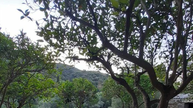Un espacio al aire libre con banco y mesa, rodeado de árboles y un sendero de piedra.