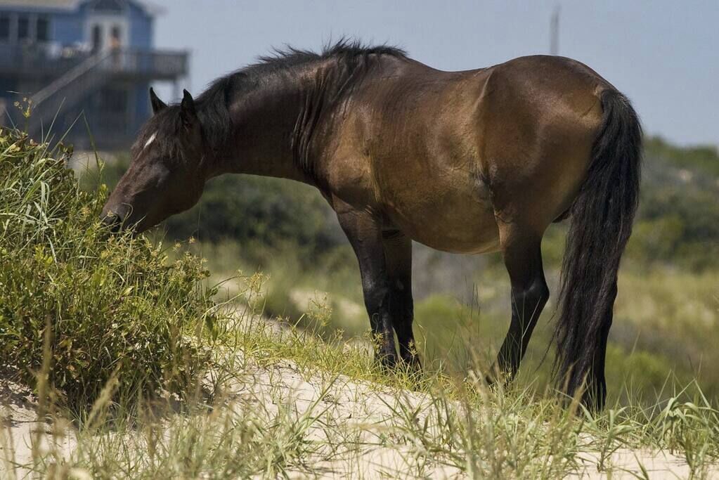 A horse grazing in a grassy area with a building in the background.