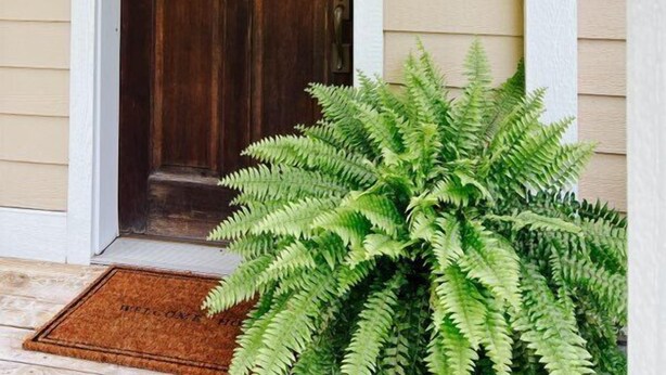 A front door with a dark wood finish, a glass panel, and a black wall-mounted light fixture above it. - Downtown Douglas-Craftsman Charm-Sleeps 6 (Douglas)