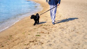 A person walking a dog on a sandy beach with a clear sky and distant trees. - The Loft at Oakland Beach 
Ask About Off-season Discounts 
5 min from Airport. (Warwick)