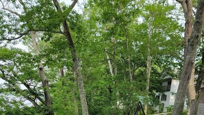 A wooden staircase leading up to a wooden deck surrounded by lush greenery and trees. - Beautiful lake side cottage (Hampden)
