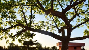 A tree with a clear view of its branches and leaves, a dirt ground, and a building in the background. - Villa Rakorishia Vu~ira rakorishia (Puglia)