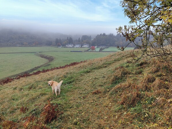 A dog on a grassy hill overlooking a foggy landscape with houses in the distance. - Craik Forestry Cottage (Craik, near Hawick)