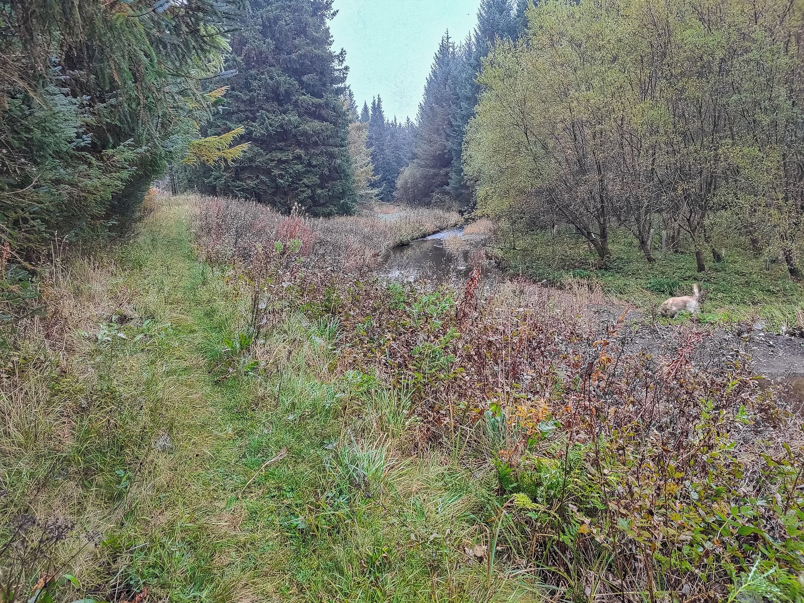 A forested area with a stream running through it.