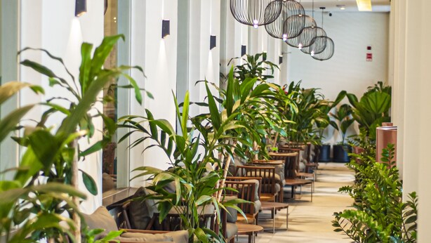 Um corredor com áreas de estar, plantas em vasos e luminárias esféricas penduradas.
