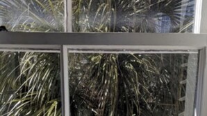 A window with a view of a palm tree outside.