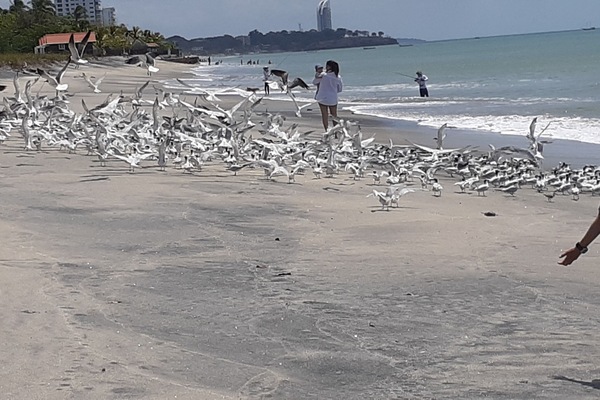 Strand