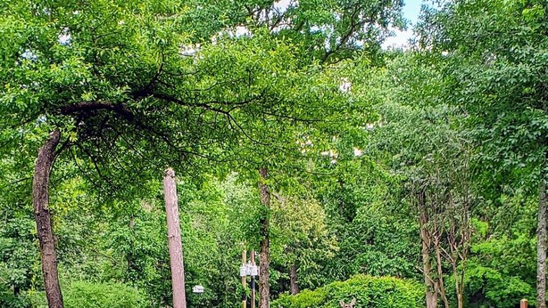 A lush green park with trees and a deer standing on a rock. - Little Getaway Paradise on the Golf Course w/Resort Amenities! (Holly Lake Ranch)