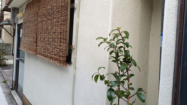 L’extérieur d’un bâtiment présente un store en bambou tressé recouvrant une fenêtre, un mur blanc à texture et une petite plante verte placée à côté du mur.