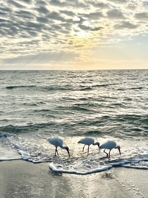 A beach scene with waves and birds.