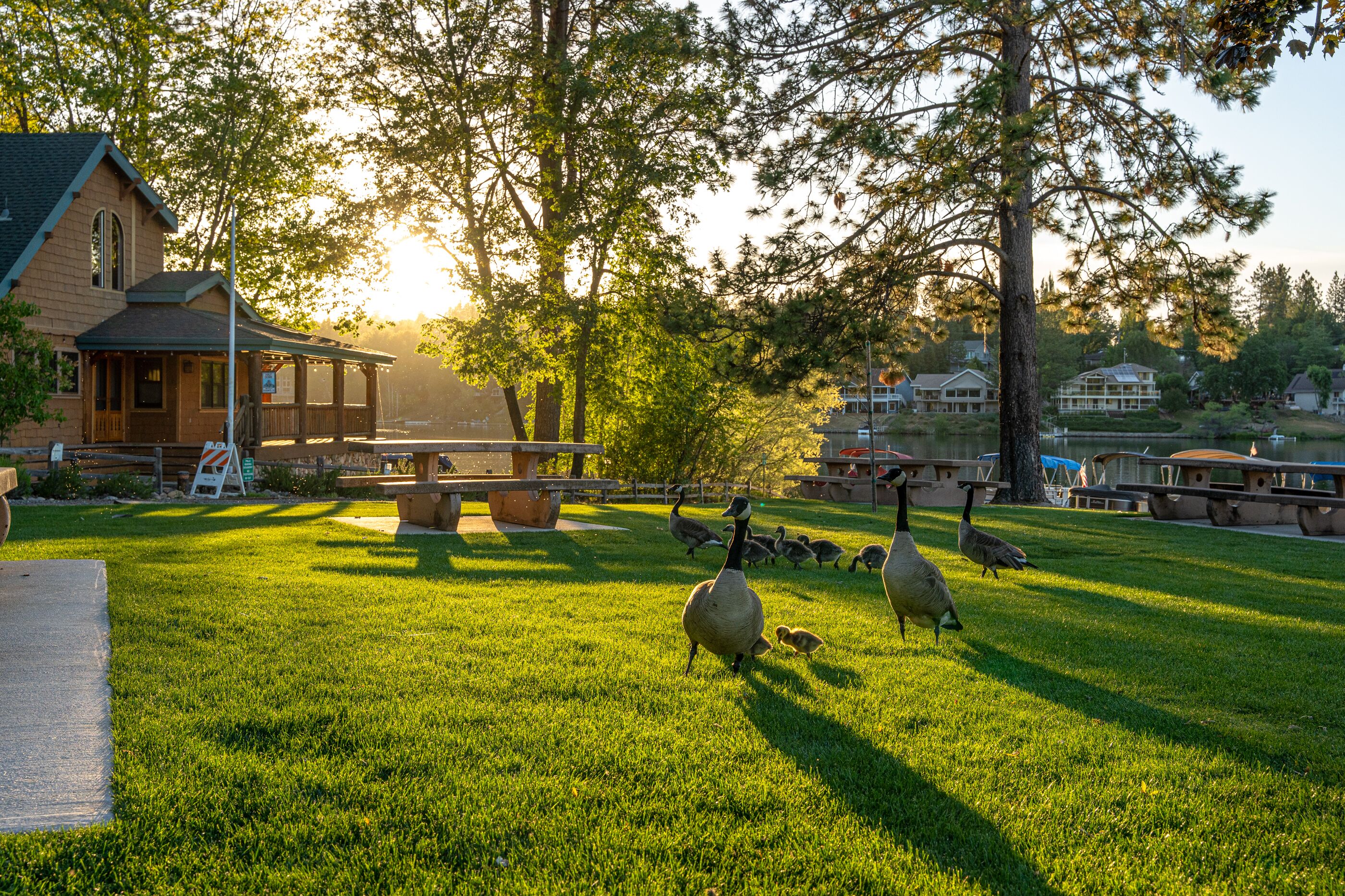 A grassy area with a wooden building, picnic tables, and a duck pond.
