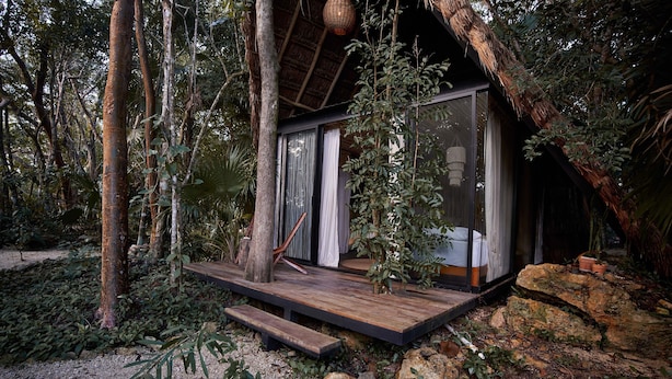 A wooden deck leading to a glass-enclosed room with a thatched roof, surrounded by dense forest.