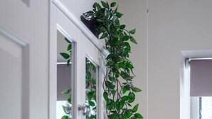 A bathroom with a white cabinet, a hanging plant, and a window with a blind.