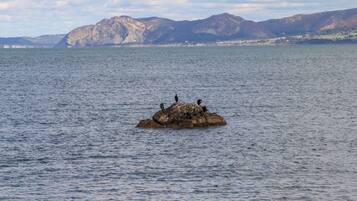 A rocky island with birds in a large body of water, surrounded by mountains.