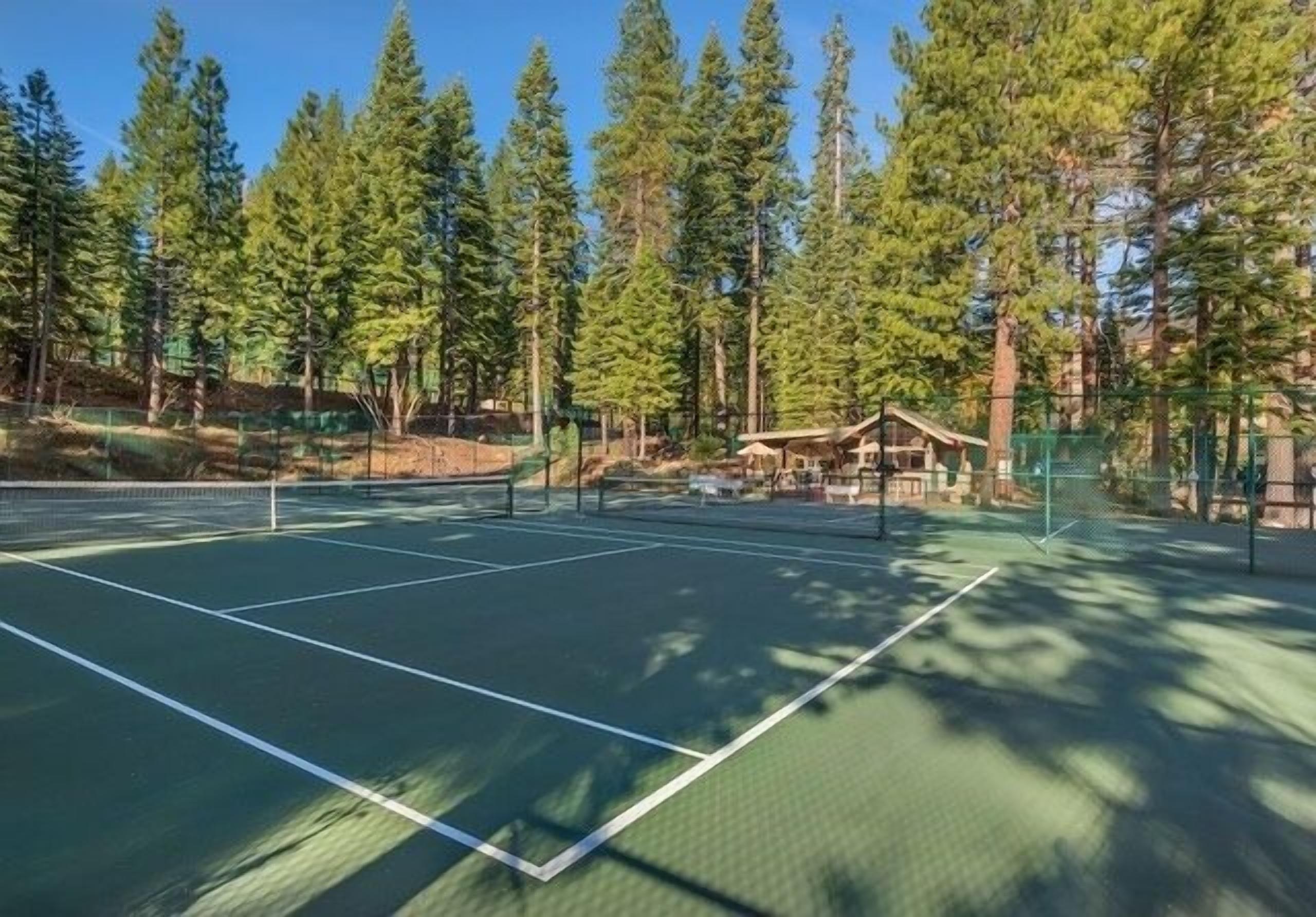 A tennis court surrounded by tall pine trees.