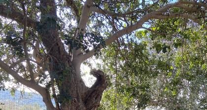 Rural house. Tranquility and serenity