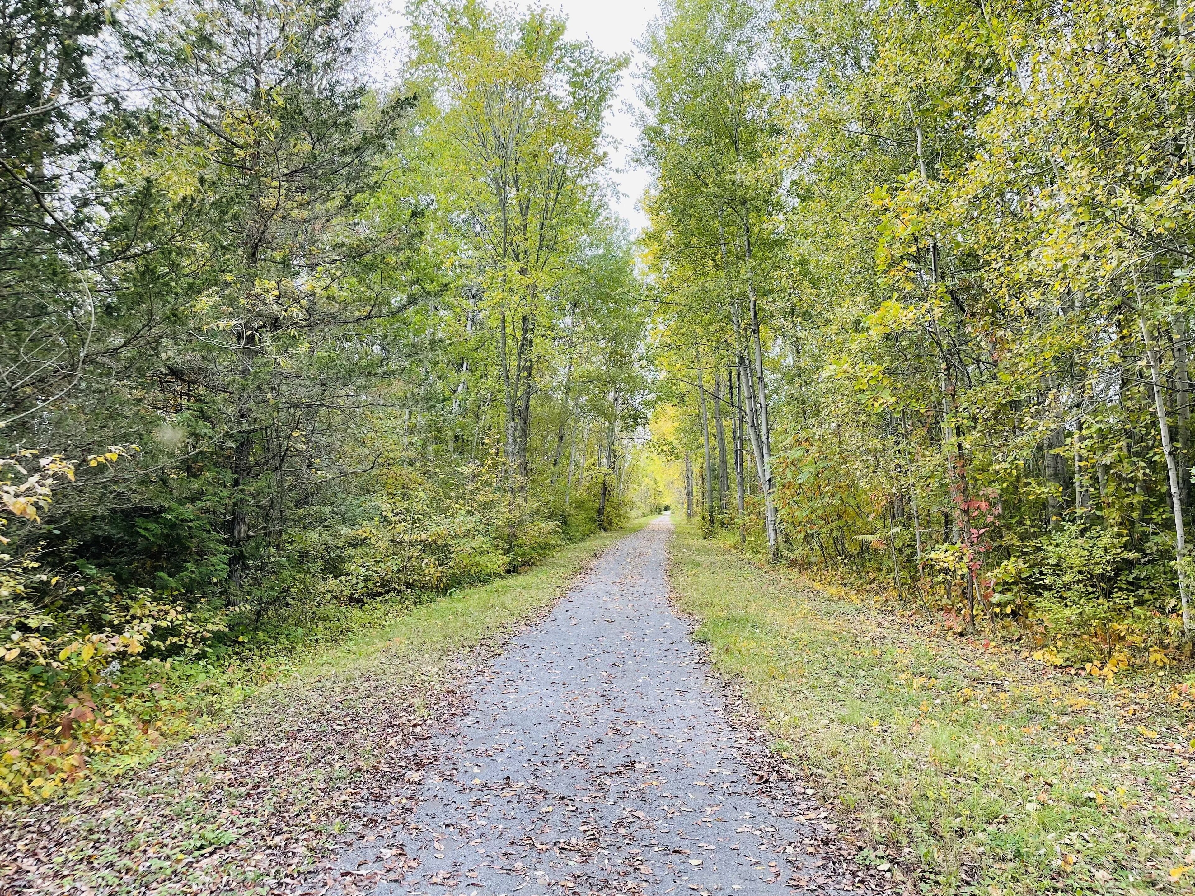 A forested path with trees on both sides.