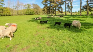A grassy field with sheep and trees. - Herdie Hideaway (Appleby-in-Westmorland)