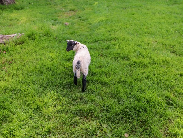 Un seul mouton se tient dans un champ d’herbe.