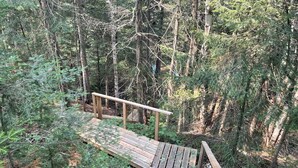 Una escalera de madera que asciende hacia una zona boscosa.