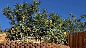 A garden with sunflowers, a brick wall, and a rock garden.