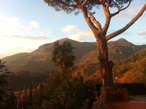 Un paysage montagneux avec un arbre imposant au premier plan.