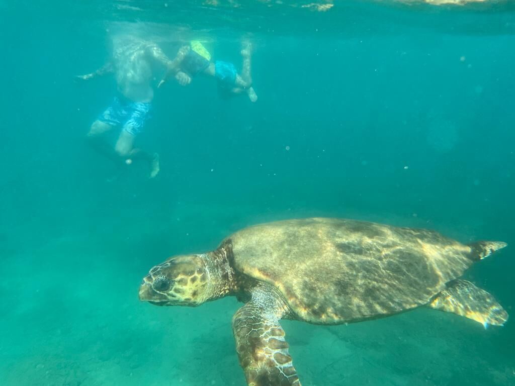 A turtle swimming in clear water.