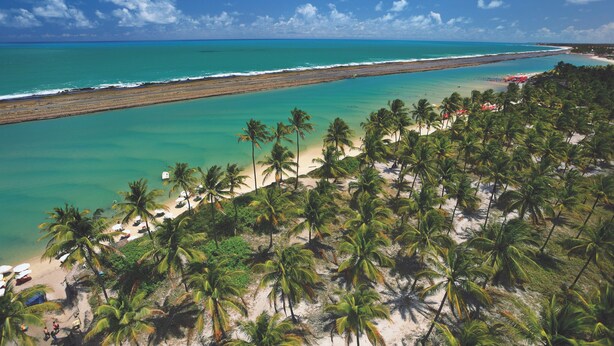 A beach with palm trees, a sandy shore, and a view of the ocean. - Pousada Unaí (Ipojuca)