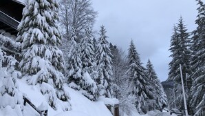 Une route enneigée bordée de grands arbres à feuilles persistantes.