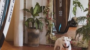 A dog standing in a room with a rustic wooden door, potted plants, and a textured floor. - Sayulita Central Hotel (Sayulita)